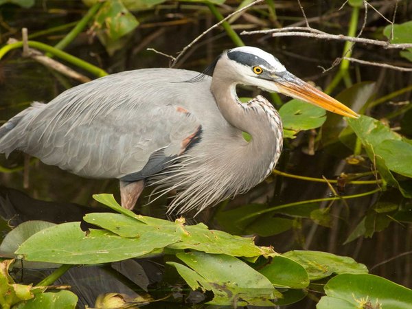 Great blue heron standing in Florida's Everglades National Park.
