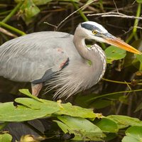 Great blue heron standing in Florida