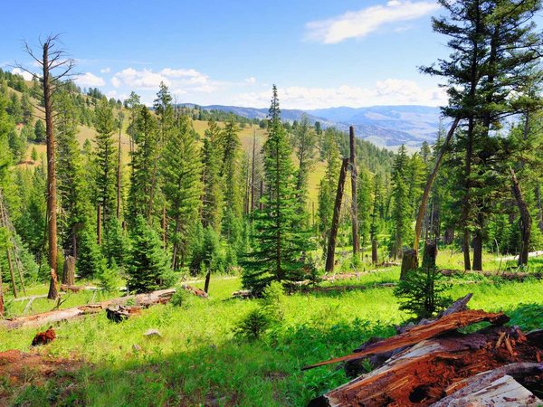 Blacktail Plateau in Yellowstone National Park, Wyoming in summer