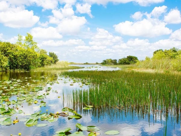 Florida wetland, Airboat ride at Everglades National Park in USA.