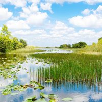 Florida wetland, Airboat ride at Everglades National Park in USA.