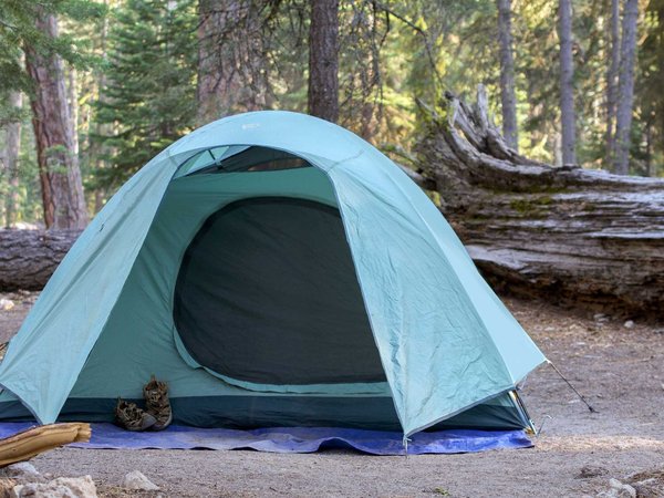 Campground green tent among pine trees