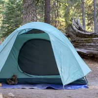 Campground green tent among pine trees