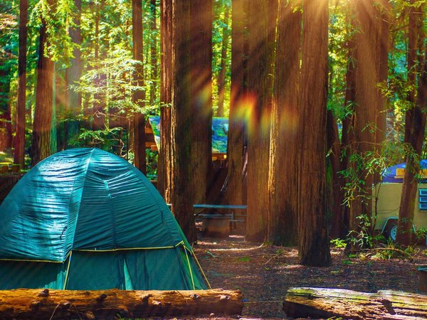 Tent Camping in Redwoods