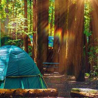 Hike through old-growth redwoods and along serene coastline. Keep an eye out for Roosevelt elk, sea lions, and bald eagles!