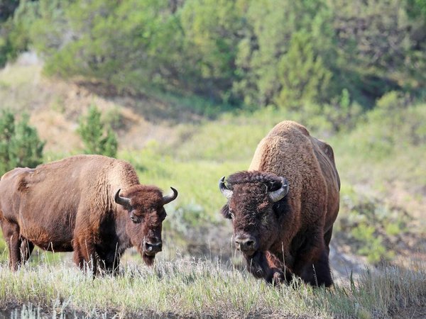 Best things to do in Theodore Roosevelt National Park