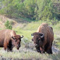 Hike the South Unit for views of the badlands and wildlife like bison and elk. Drive the North Unit for panoramas of the Little Missouri River.