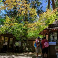 Hike to the top of Half Dome for an incredible view of Yosemite Valley, or explore Mariposa Grove, home to 500 giant sequoias.