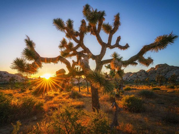 sunset at joshua tree national park, california, usa