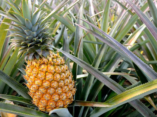 A ripe pineapple commonly seen on a farm tour in Hawaii