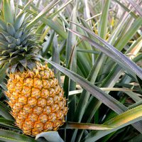 A ripe pineapple commonly seen on a farm tour in Hawaii