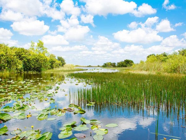 Florida wetland, Airboat ride at Everglades National Park in USA.