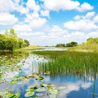 Florida wetland, Airboat ride at Everglades National Park in USA.