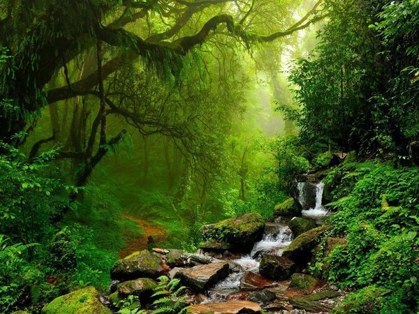 A stream in in front of a trail through the rich dense forest of Nepal