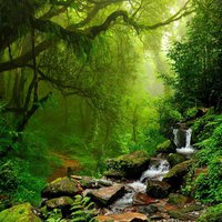A stream in in front of a trail through the rich dense forest of Nepal