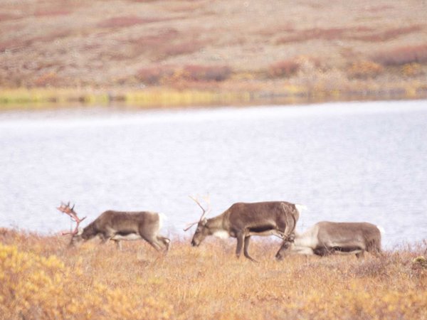 Group of deers wandering in the Gates of the Arctic National Park