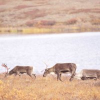 Group of deers wandering in the Gates of the Arctic National Park