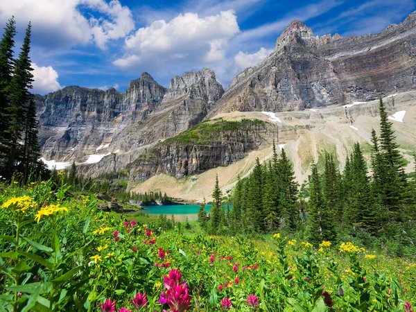 Wild flowers on the Iceberg Lake Trail