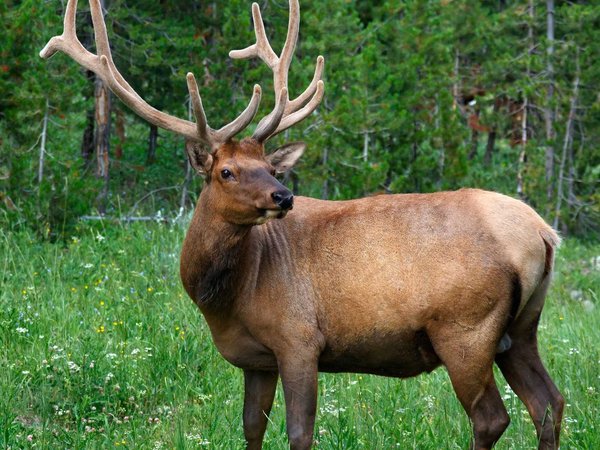 What is the best national park for hunting?