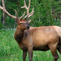 What is the best national park for hunting?