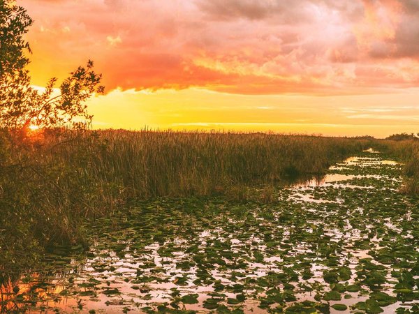 Everglades Florida wetland, Airboat excursion tour at Everglades National Park at sunset. Nature landscape. USA destination for tourism.