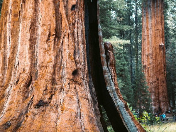 Kings Canyon National Park