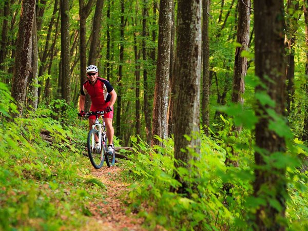 Rider on Mountain Bicycle it the forest