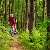 Rider on Mountain Bicycle it the forest