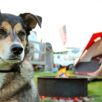 Pet Friendly National Parks: Tips for day trips and camping