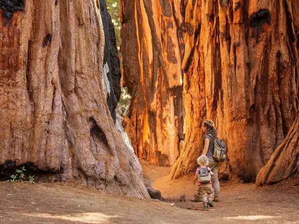 Family with boy visit Sequoia national park in California, USA