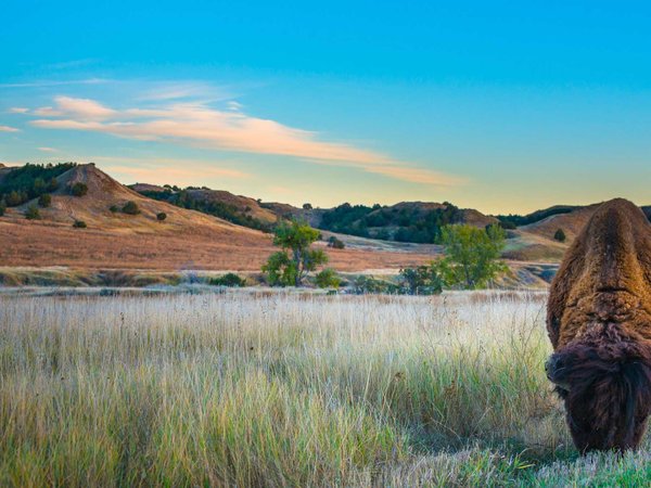 Badlands Bison