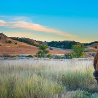 Badlands Bison