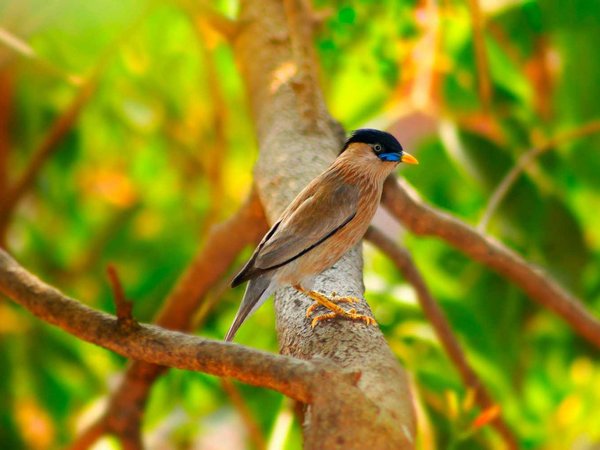 Brahminy myna or brahminy starling, Sturnia pagodarum, Lonavala, Maharashtra.