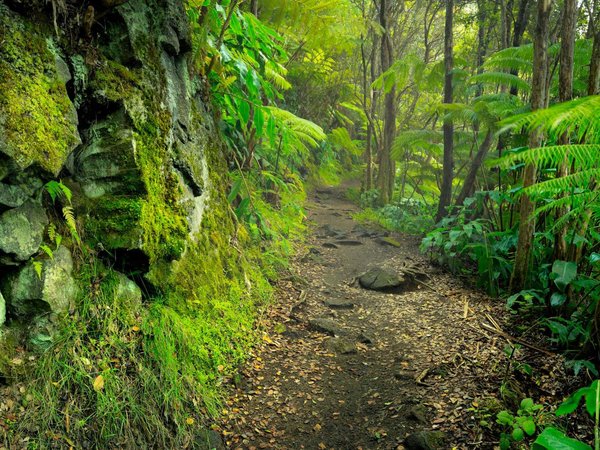 Lush rainforest in Volcanoes National Park Big Island Hawaii, USA