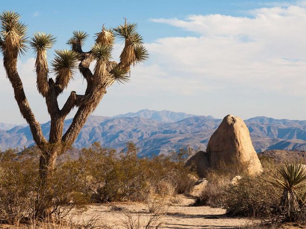 Popular types of activities in Joshua Tree National Park
