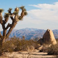 Popular types of activities in Joshua Tree National Park