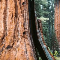 Giant sequoia trees in Sequoia National Park, California, USA