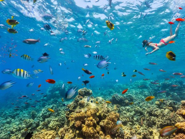 Female freediver floating at coral reef