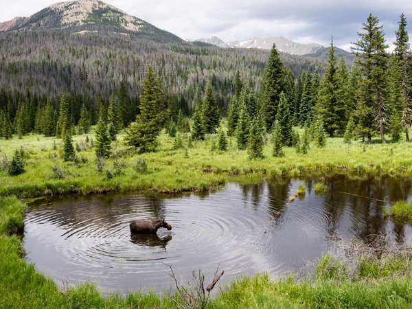 Moose in Rocky Mountain National Park