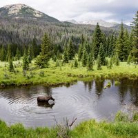Rocky Mountain National Park is one of the greatest National Parks to visit. With its stunning scenery and diverse wildlife, it's no wonder why it's one of the most popular parks in the country.