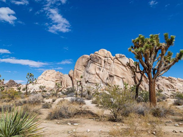 Joshua Trees in the Desert
