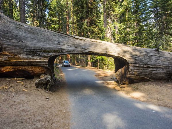 Car and tunnel log in Sequoia National Park