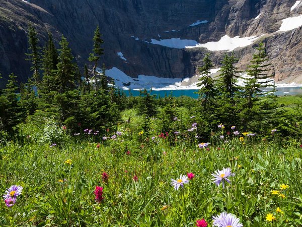 Meadow of Wildflowers at Iceberg Lake, Montana