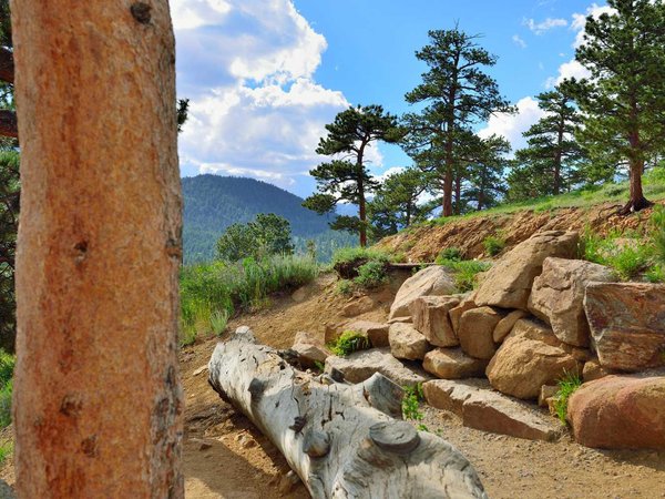 Alpine forest in rocky mountains national park, Colorado, USA