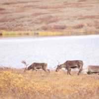 Group of deers wandering in the Gates of the Arctic National Park