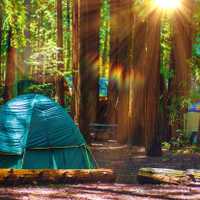 Tent Camping in Redwoods