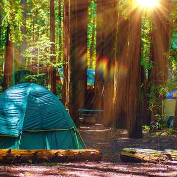 Tent Camping in Redwoods