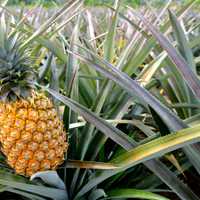 A ripe pineapple commonly seen on a farm tour in Hawaii