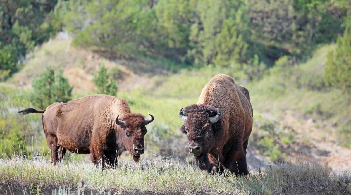 Best things to do in Theodore Roosevelt National Park