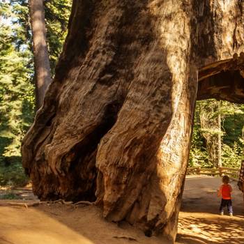Popular types of activities in Sequoia National Park